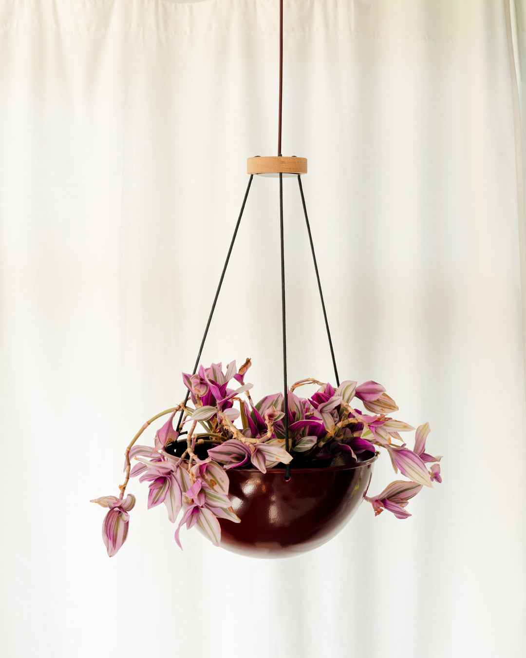 Hanging Indoor Plant Holders in Small, Medium, Or Large - Pedersen